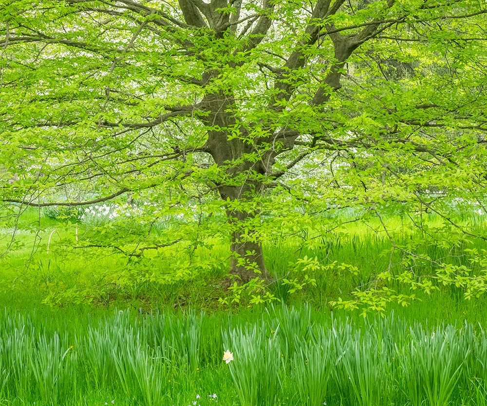 Pennsylvania-Wayne and Chanticleer Gardens spring green foliage trees and grass